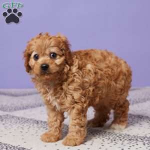 Hazel, Cavapoo Puppy
